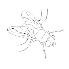 coloring book insect, fly