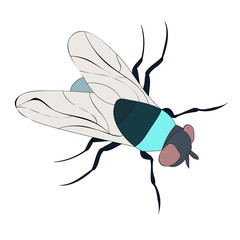vector, isolated, insect, fly