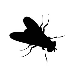 insect, fly silhouette