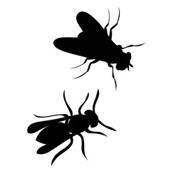 insect, fly silhouette