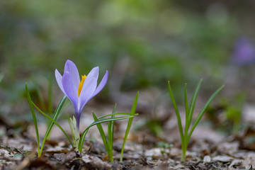 Close-up of beautiful closed Crocus Flowers on  мeadow. Flowering Springt Flowers.