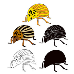 isolated set of  beetle