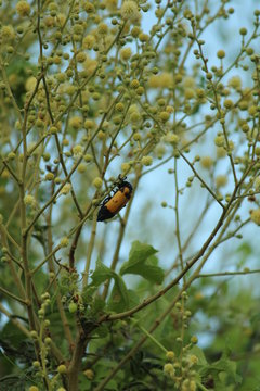 WILD BIODIVERSITY