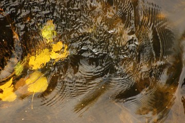 river wave with autumn leaves