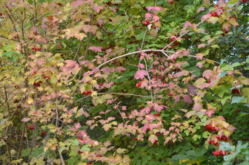 Autumn Colors Outdoor