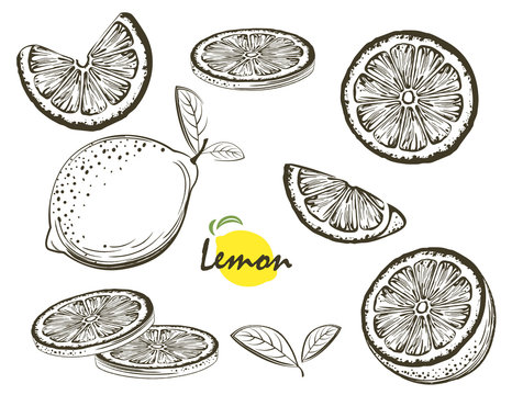 Fruit illustration with lemon in the style of engraving. Collection of vector illustrations. Elements for menu, greeting cards, wrapping paper, cosmetics packaging, labels, tags, posters etc