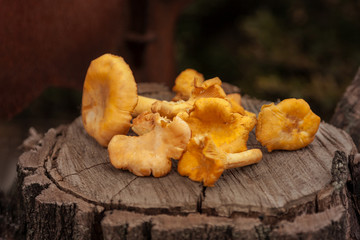 Woodland bright orange mushrooms chanterelle laying on the old texture stump, on a dark backgroung. Outdoors, close up.