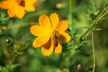 Honeybee on Sulphur Cosmos Flowers