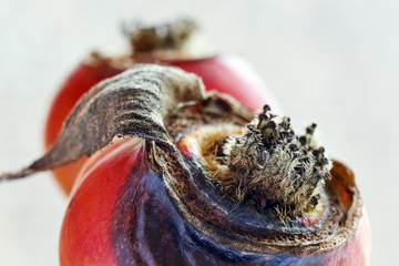Close-up of rotting and decaying orange red rose hips in winter 