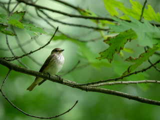 Fototapeta premium Small bird on tree.