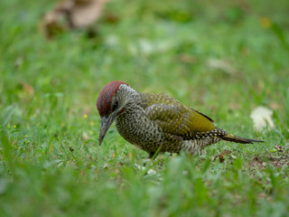 European green woodpecker. Summer forest and European green woodpecker.