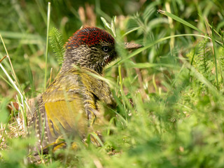 European green woodpecker. Summer forest and European green woodpecker.