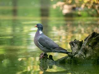 The pigeon sits on a tree in the river.