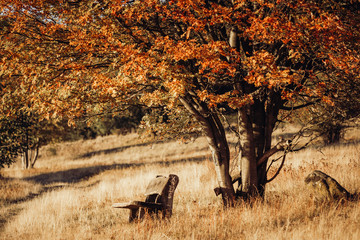 Holzbank unter einem Baum im Herbst
