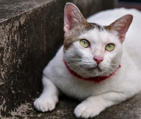 Portrait of cute cat lay down at stair