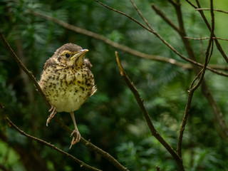 Little thrush sitting on the tree. Green blurry background.
