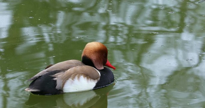 Male Red-Crested Pochard (Netta Rufina) Beautiful Duck, Close Up Portrait - DCi 4K Resolution