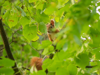 Squirrel on the tree. Green tree in background.