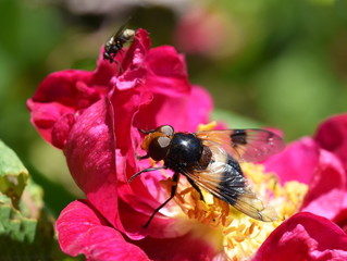 The hoverfly Volucella pellucens sitting on a pink rose flower