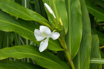 Kahili Ginger Flower in Bloom