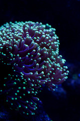Fototapeta na wymiar Sea anemone in a dark blue water of aquarium. Marine life background.
