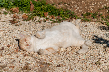 ginger cat in street