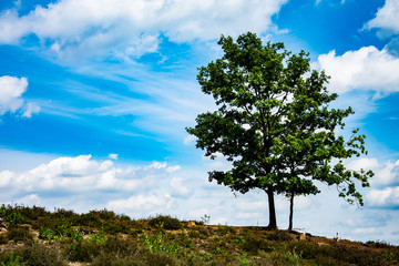 Fototapeta na wymiar Tree on the heather