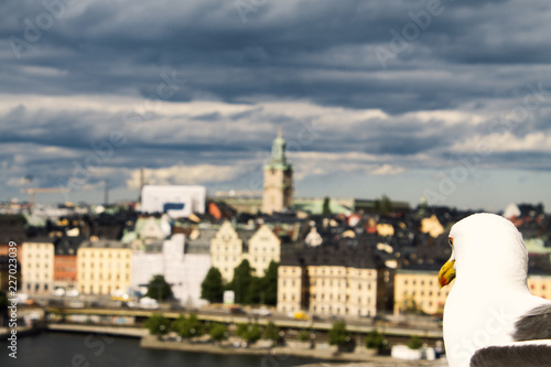 Great Black Backed Gull Seagull And Stockholm City Landscape