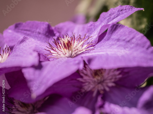 Purple Garden Flowers Flowers Bloom Summer Garden And