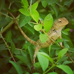 lizard on tree