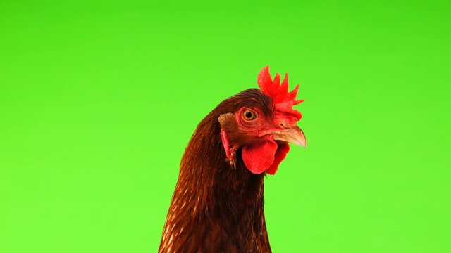 portrait brown hen isolated on green screen