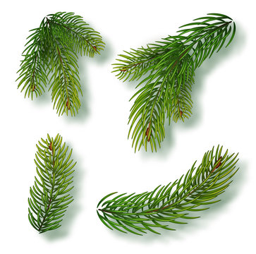 Christmas tree branches set for a Christmas decor. Branches close-up. Collection of Fir Branches. Realistic vector illustration isolated on background