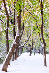 The first snow on the leaves of trees