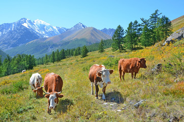 Fototapeta na wymiar Cows grazing in the Altai mountains, Russia