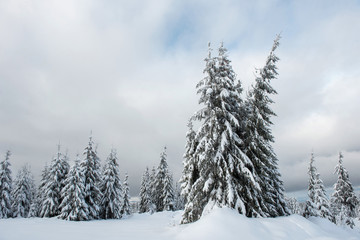 Naklejka premium Trees covered with hoarfrost and snow