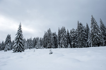 Snowy fir trees at winter