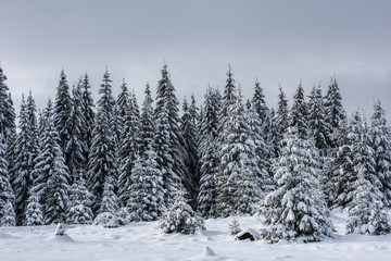 Fototapeta premium Winter wonderland forest