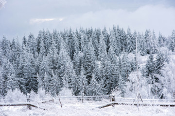 Winter landscape with snow on trees