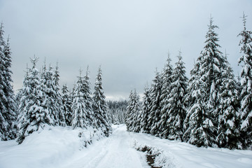 Fairy winter landscape with fir trees