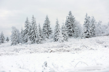 Winter pine trees, Christmas concept