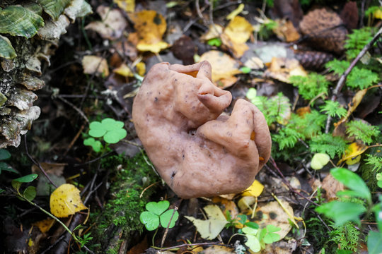 Strange mushroom in the autumn forest - Elfin Saddle - Helvella lacunosa