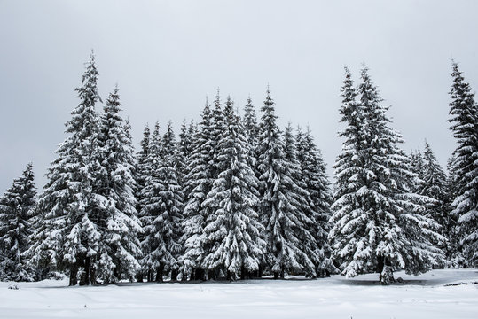 Fototapeta Trees covered with hoarfrost and snow