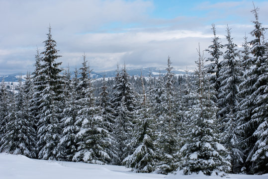 Fototapeta Christmas background, snow covered forest in winter