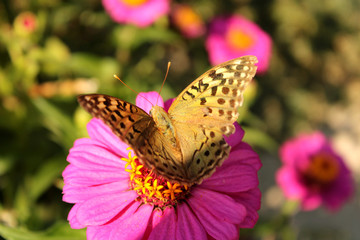 Butterfly on the pink flower in nature