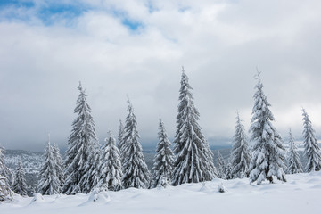 Obraz premium Winter landscape with snow on trees