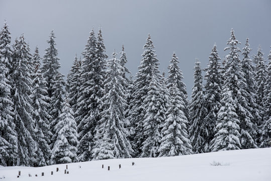 Fototapeta Winter wonderland forest