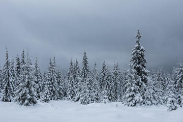 Trees covered with hoarfrost and snow