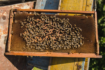 Close up view of the working bees on the honeycomb with honey