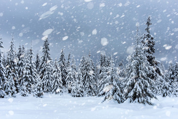 Snow fall in winter forest