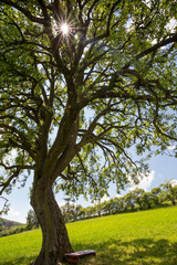 oldest pear in slovakia
